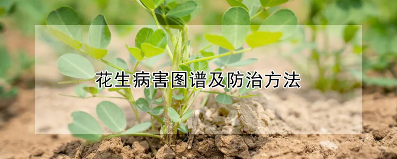 花生病害圖譜及防治方法