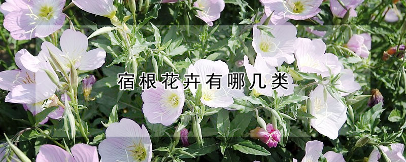 宿根花卉有哪幾類(lèi)