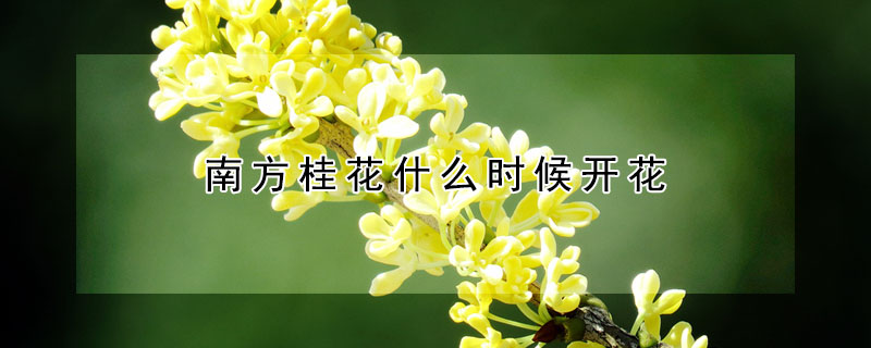 南方桂花什么時(shí)候開(kāi)花