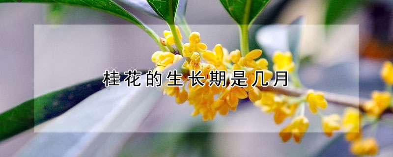 桂花的生長(zhǎng)期是幾月