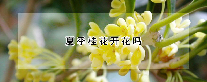 夏季桂花開(kāi)花嗎