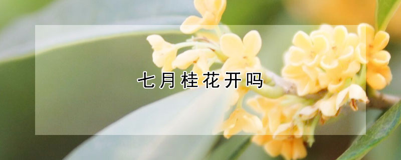 七月桂花開(kāi)嗎