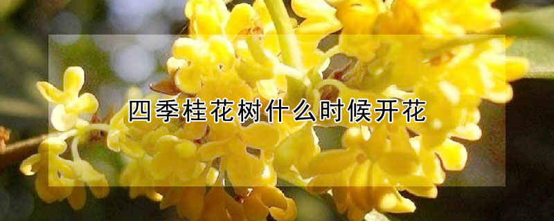 四季桂花樹(shù)什么時(shí)候開(kāi)花