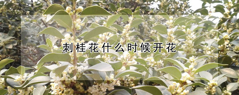 刺桂花什么時候開花