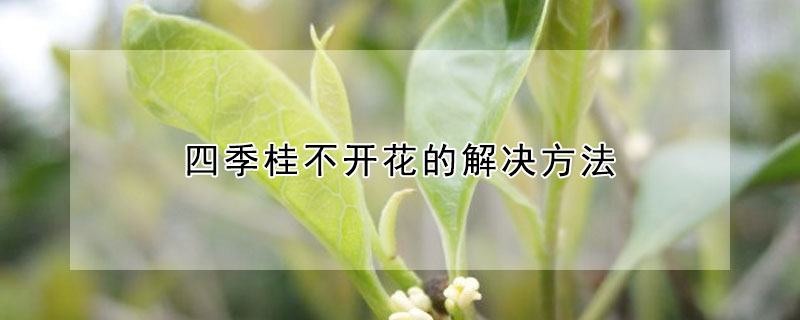 四季桂不開花的解決方法