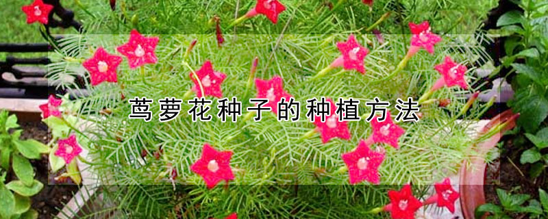 蔦蘿花種子的種植方法