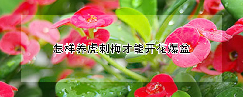 怎樣養虎刺梅才能開花爆盆