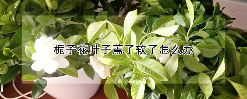 梔子花葉子蔫了軟了怎么辦