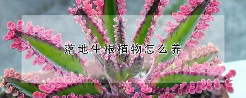 落地生根植物怎么養(yǎng)