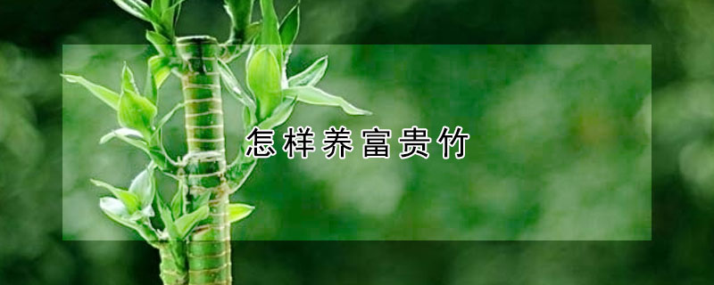 怎樣養(yǎng)富貴竹