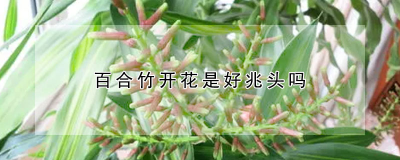 百合竹開花是好兆頭嗎