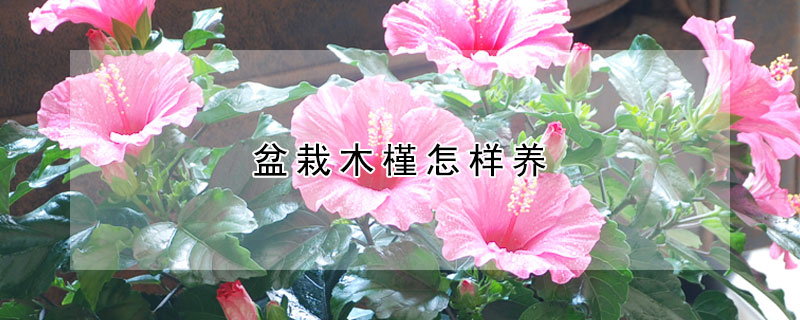 盆栽木槿怎樣養(yǎng)