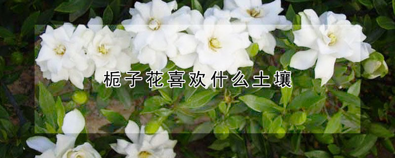 梔子花喜歡什么土壤