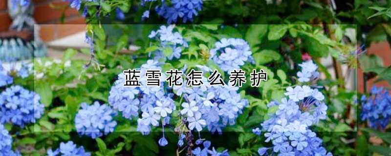 藍(lán)雪花怎么養(yǎng)護(hù)