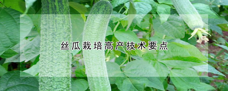 絲瓜栽培高產(chǎn)技術(shù)要點