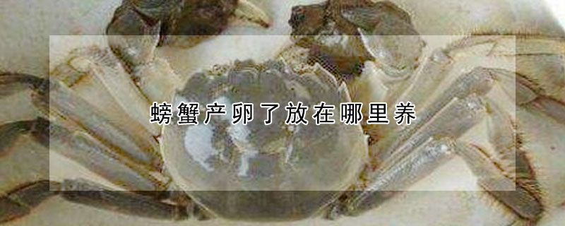 螃蟹產(chǎn)卵了放在哪里養(yǎng)