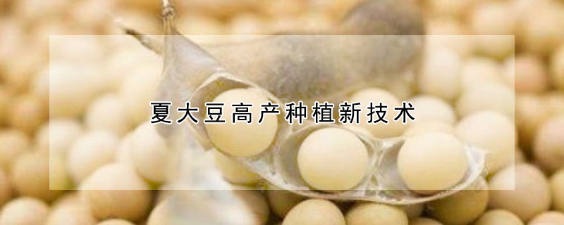 夏大豆高產(chǎn)種植新技術(shù)