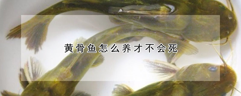 黃骨魚(yú)怎么養(yǎng)才不會(huì)死