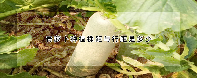 青蘿卜種植株距與行距是多少