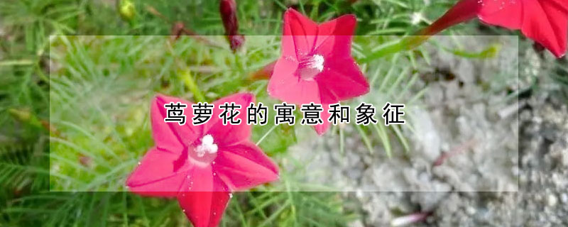 蔦蘿花的寓意和象征