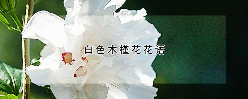 白色木槿花花語