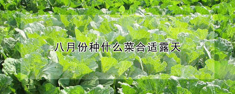 八月份種什么菜合適露天