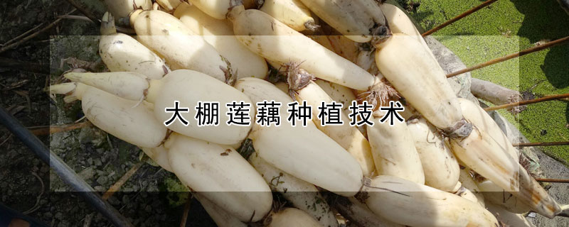 大棚蓮藕種植技術(shù)