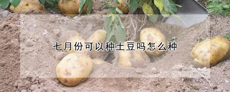 七月份可以種土豆嗎怎么種