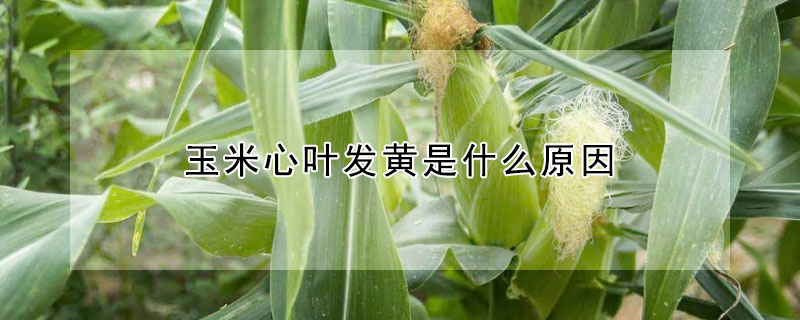 玉米心葉發(fā)黃是什么原因