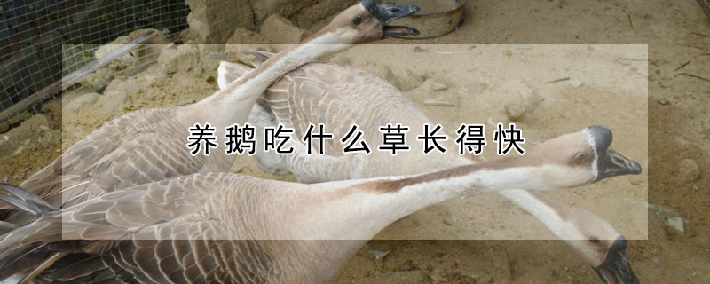 養(yǎng)鵝吃什么草長得快