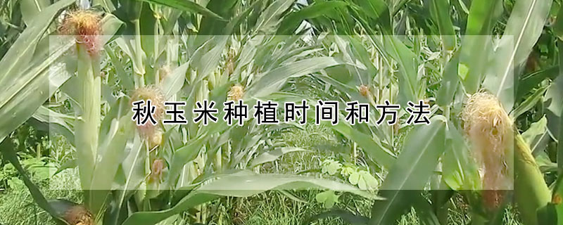 秋玉米種植時間和方法