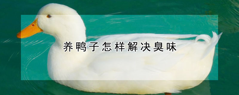 養(yǎng)鴨子怎樣解決臭味