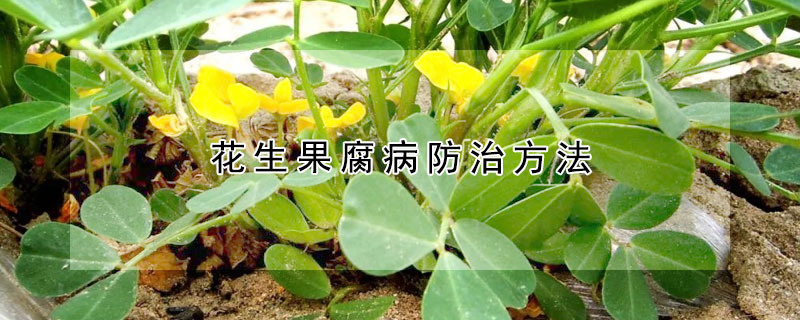 花生果腐病防治方法