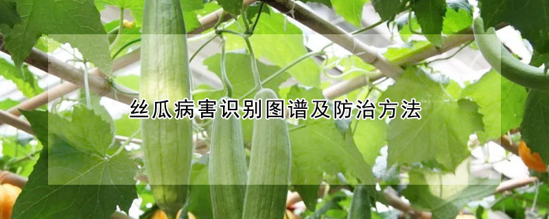 絲瓜病害識(shí)別圖譜及防治方法