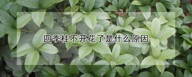 四季桂不開花了是什么原因