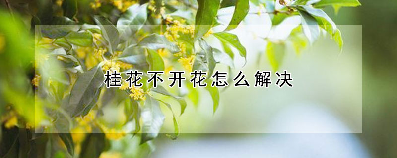 桂花不開花怎么解決