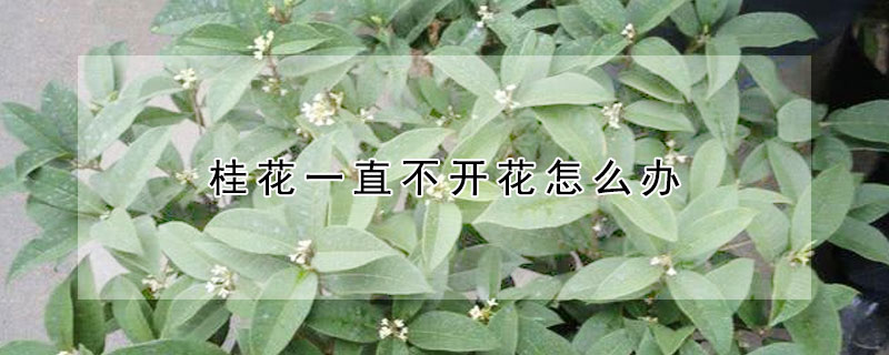 桂花一直不開花怎么辦