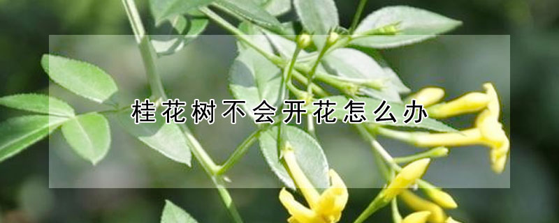 桂花樹不會開花怎么辦