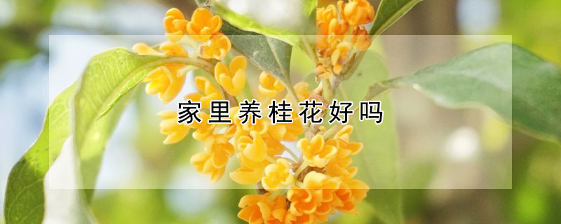 家里養(yǎng)桂花好嗎