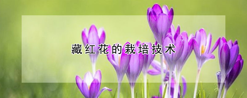 藏紅花的栽培技術(shù)