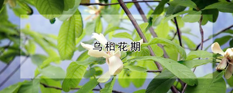 烏桕花期