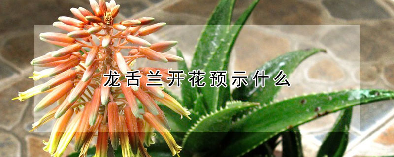 龍舌蘭開花預示什么