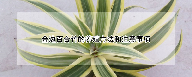 金邊百合竹的養(yǎng)殖方法和注意事項(xiàng)