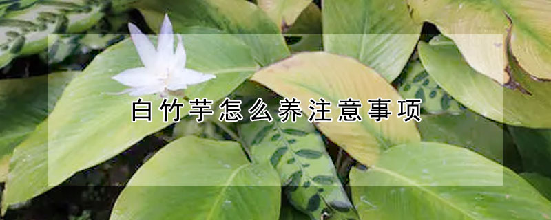 白竹芋怎么養(yǎng)注意事項