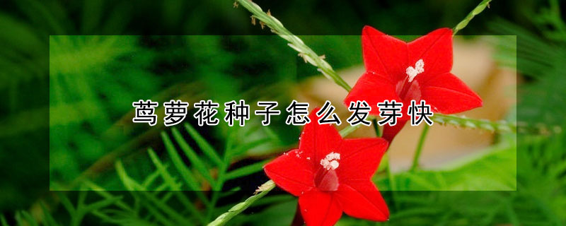 蔦蘿花種子怎么發芽快