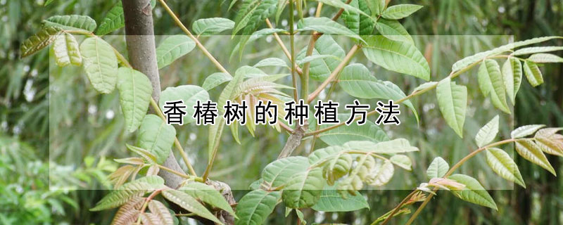 香椿樹的種植方法