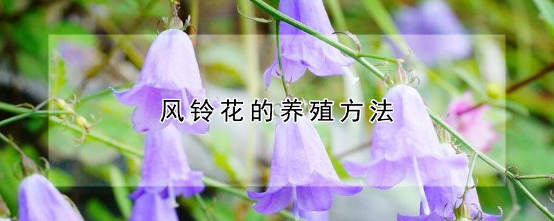 風(fēng)鈴花的養(yǎng)殖方法