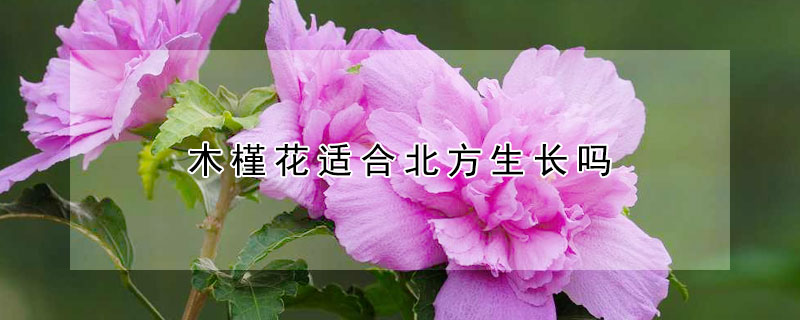 木槿花適合北方生長嗎