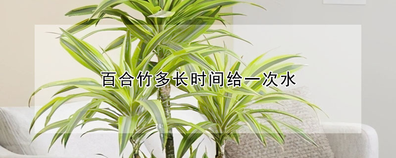 百合竹多長(zhǎng)時(shí)間給一次水