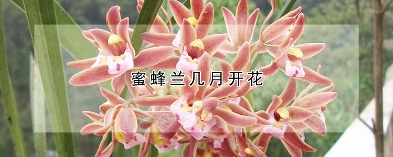 蜜蜂蘭幾月開花